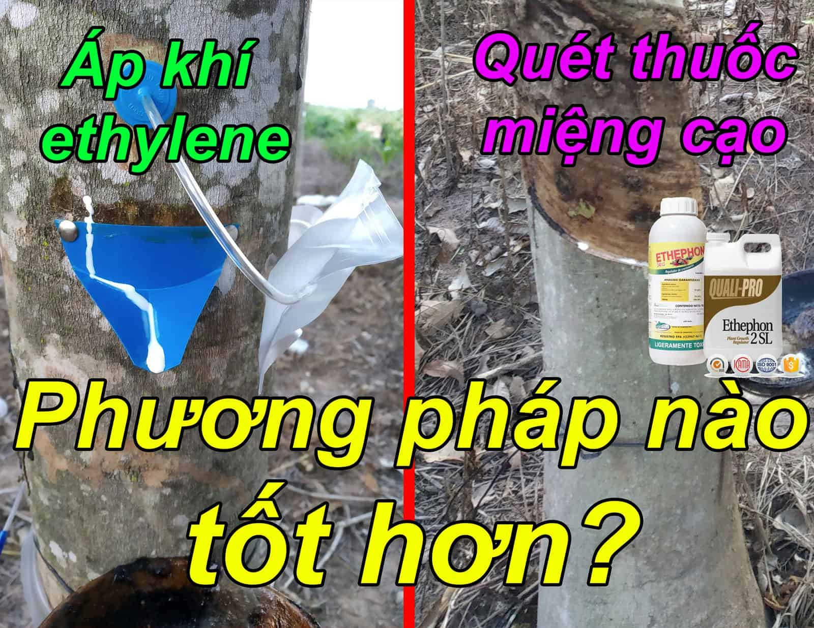 Bản chất của việc dùng thuốc kích thích mủ cao su Ethephon chính là việc đưa ethylene vào trong miệng cạo. Vậy so với phương pháp bơm trực tiếp ethylene nguyên chất vào thì cách nào là tốt nhất?